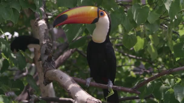 Toucan Regardant Attentivement Autour Puis Saute Loin Dans Arbre — Video