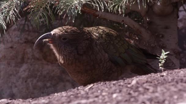 Kea Bajo Árbol Mientras Come Semillas Mira Alrededor — Vídeos de Stock