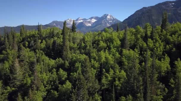 Vista Aérea Sobrevoando Floresta Verde Revelando Desfiladeiro Abaixo Com Montanha — Vídeo de Stock