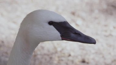 O kamera bakmak döner gibi Swans kafa görünümü yakın.