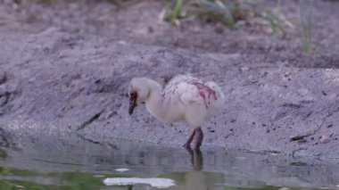 Flamingo civciv su çevirir gibi kırmızı ürün sütü ile kaplı suda wading.