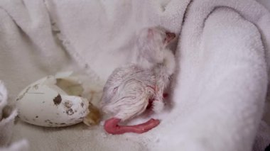 Flamingo civciv sepette sallar gibi esaret içinde yumurtadan sonra hareket etmeye çalışıyor.