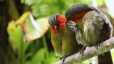 Kızıl yüzlü liocichla çift ağaç damat oturan ve kendilerini ve birbirlerine preening.