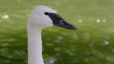 Arka planda gölet ile bir Swans kafası yakın görünümü.