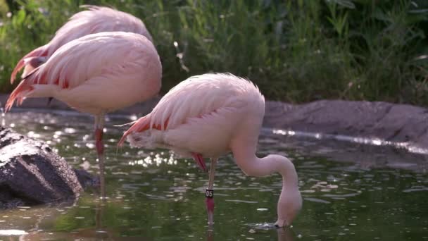 Vue statique de flamants roses debout dans l'eau comme un toilettage lui-même .