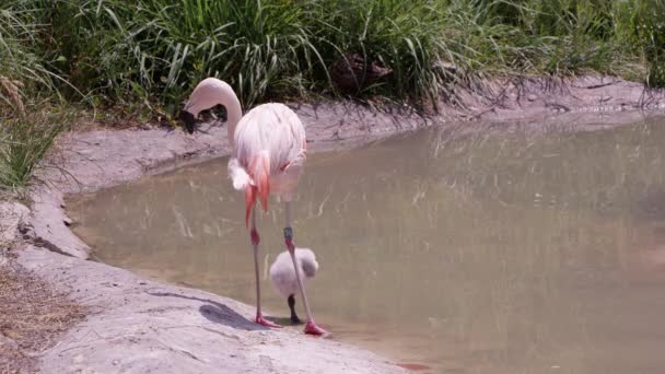 Mor Och Baby Flamingo Stående Kanten Damm Som Mamma Vakar — Stockvideo