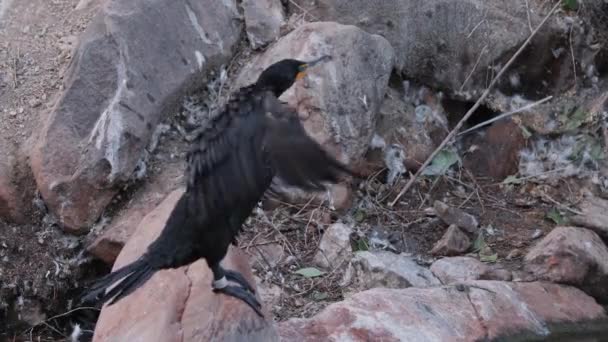 Cormorant Sitting Rock Flapping Its Wings Dry Out Its Feathers — Stock Video