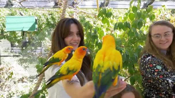 Tutup Pandangan Sun Conures Pada Orang Orang Lengan Dalam Pameran — Stok Video