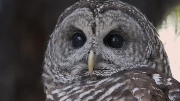 Gros Plan Barred Owls Face Comme Regarde Quelque Chose Déplaçant — Video