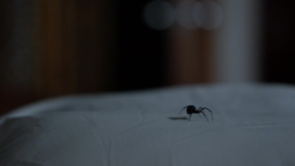 黑寡妇蜘蛛在黑暗中在枕头上走动 然后停在边上 — 图库视频影像