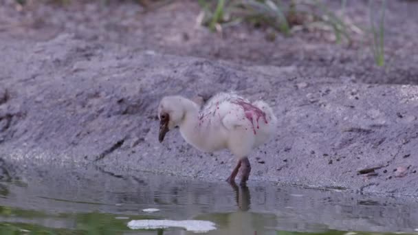 Flamingo Civciv Çevirir Gibi Kırmızı Ürün Sütü Ile Kaplı Suda — Stok video