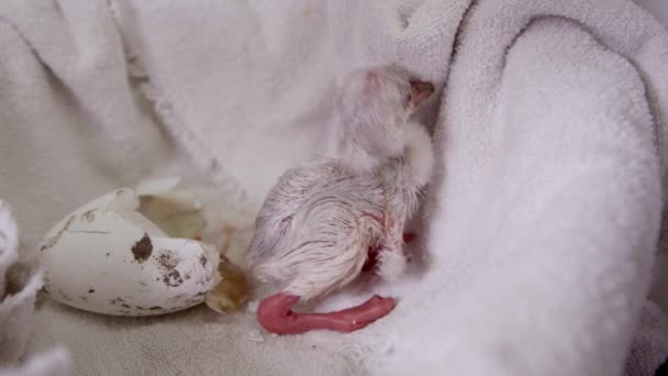 Flamingo Poussin Essayant Déplacer Après Éclosion Captivité Comme Secoue Dans — Video