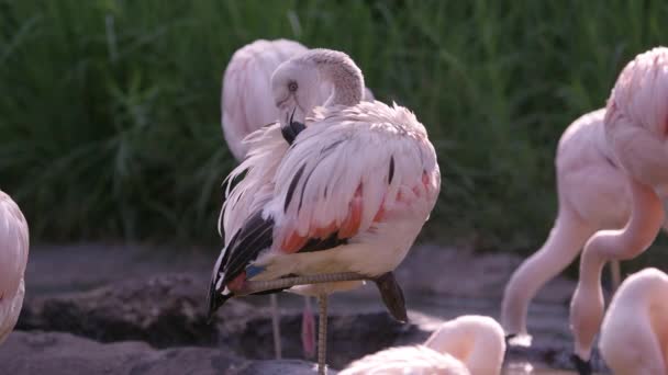 Flamant rose debout sur une jambe se toilettant retournant l'eau autour .