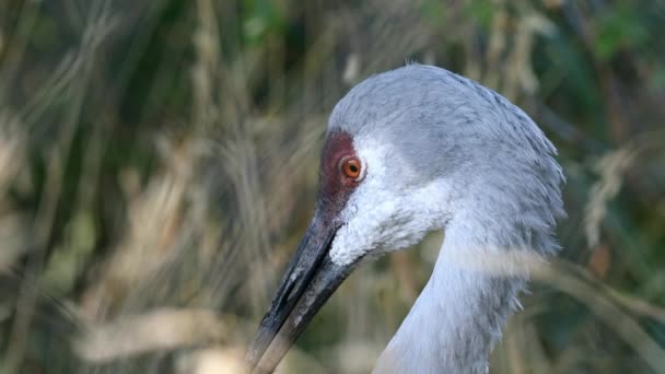 Sandhill Crane Uykuya Dalma Uyanma Yakından Görünümü — Stok video