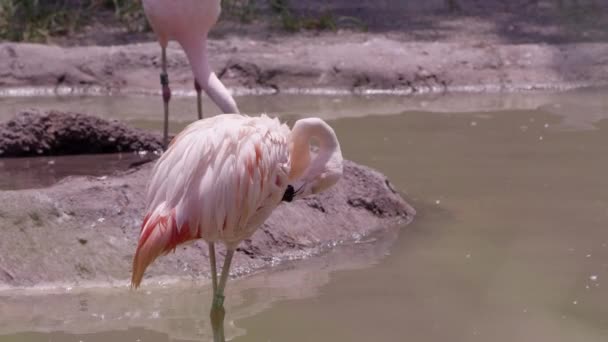 Фламинго Ухаживает Собой Стоя Бассейне Водой — стоковое видео