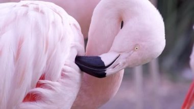Flamingo'nun yakın görünümü, kanadını ısırarak kendini gooming kadar.