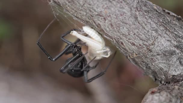 Grass Hopper Ragadt Fekete Özvegy Pókháló Mint Pók Kezd Wrap — Stock videók