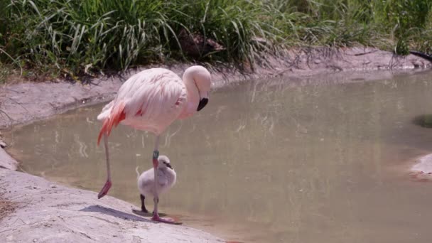 Mère flamant rose avec son poussin debout sur le bord d'un étang comme ils se lient les uns avec les autres .