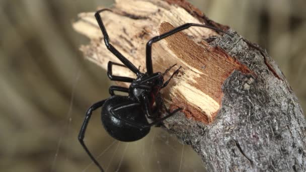 黑寡妇蜘蛛与它的捕获棒 以确保它是安全的 不能逃脱 — 图库视频影像