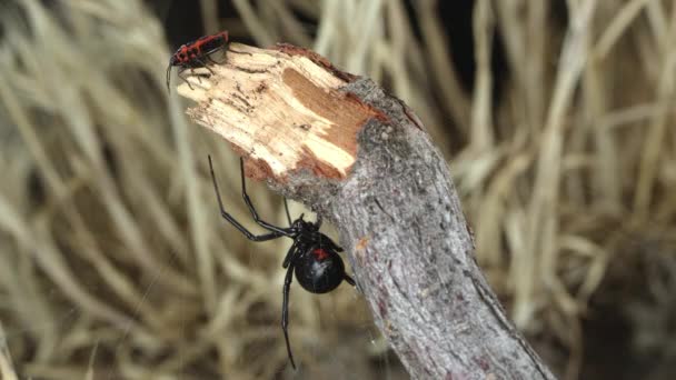 Fire Beetle Walking Stick Black Widow Spider Sit Its Web — Stock Video