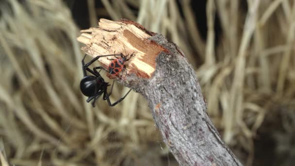 Vedova Nera Spider Cattura Avvolge Ragnatele Intorno Fire Beetle Mentre — Video Stock