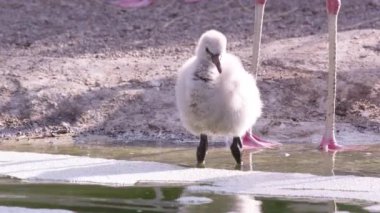 Flamingo civciv sığsu su havuzunda wading.