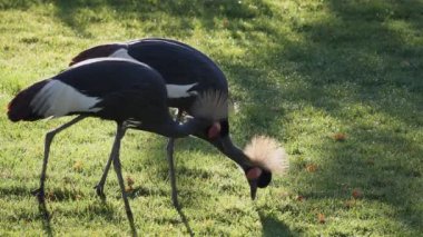 İki Gri Taçlı Vinçler çerçeve içinde yürürken çim ile toplama.