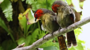 Kızıl yüzlü liocichla çift ağaç damat oturan ve kendilerini ve birbirlerine preening.