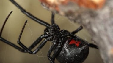 Siyah dul örümcek makro görünümü ayrıntılı olarak karın üzerinde kırmızı kum saati gösteriliyor.