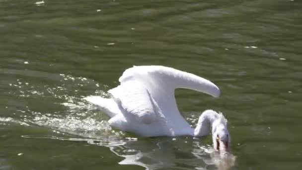 Pelican Onu Yutar Gibi Bir Balık Kapmak Için Ileri Lunging — Stok video