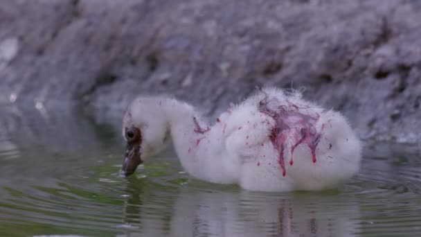 Flamingo Chick Wading Water Covered Red Crop Milk Shivers Creating — Stock Video