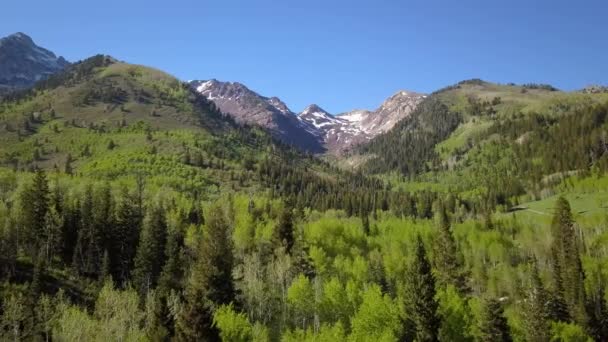 Aerial View Flying Thick Forest Mountains Snow Them Utah — Stock Video