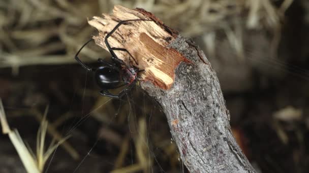 Black Widow Spider Next Fire Beetle Web Adding More Webs — Stock Video