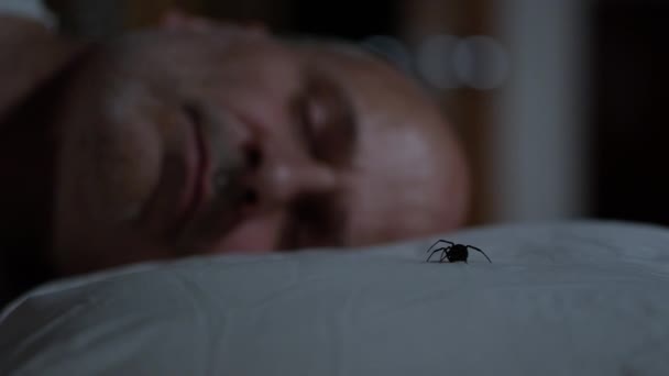 Black Widow Spider Sentado Junto Hombre Dormido Almohada Luego Arrastra — Vídeos de Stock