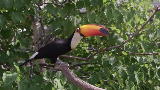 Toucan Branch Waiting Food Catches Grape Hops Tree — Stock Video