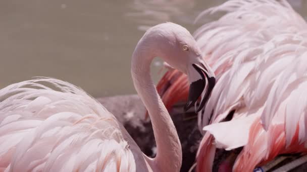 Widok Bliska Flamingi Piórami Fluffed Gorącym Letnim Dniu — Wideo stockowe