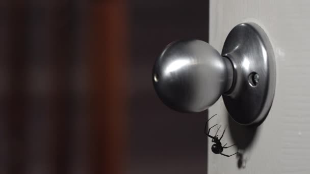 Black Widow Spider Hanging Doorknob Person Walks — Stock Video