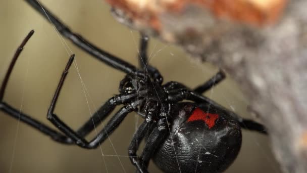 Macro Vista Black Widow Spider Mostrando Reloj Arena Rojo Abdomen — Vídeo de stock