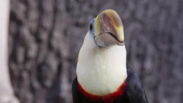 Close View Toucan Looking Cautiously — Stock Video
