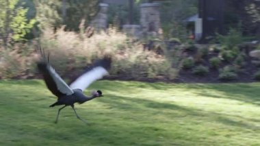 Gri Taçlı Vinç uçuş ve bir kuş çim çim iniş yavaş hareket.