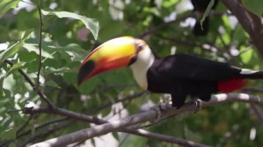 Toucan, gagasında üzüm tutan ve dallardan uzaklaşırken Gıda için ulaşan bir şube üzerinde atlar.