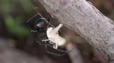 Kara dul Örümcek Web sıkışmış çekirge üzerine tutarak