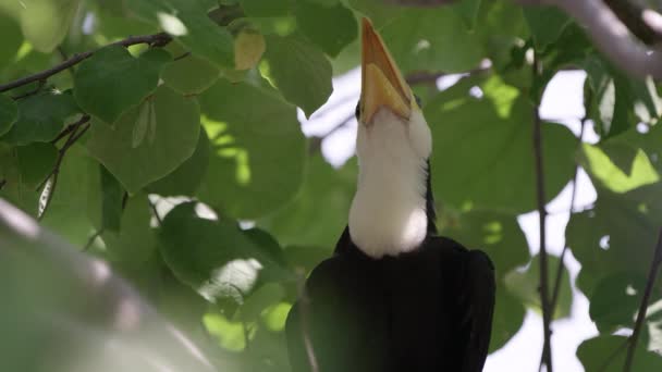 Genç Yemeğe Bekler Gibi Ağaç Açılış Ağız Içinde Oturan Toucan — Stok video