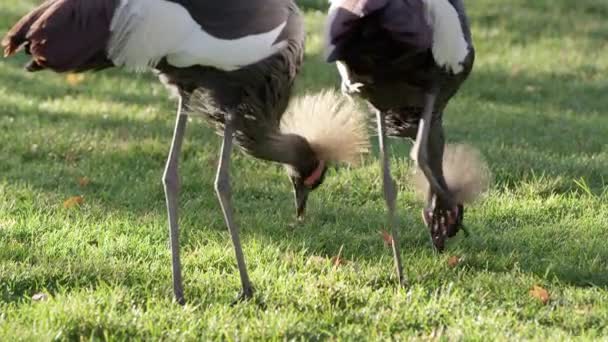 Dois Guindastes Coroados Cinzentos Cavando Através Grama Procura Comida Câmera — Vídeo de Stock