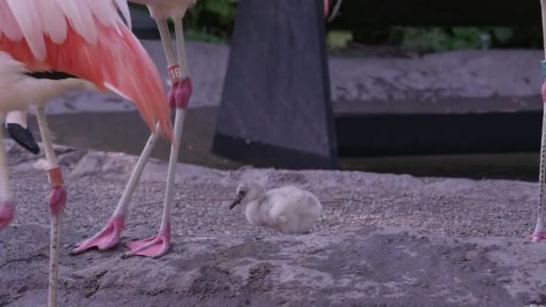 Pollito Flamenco Siguiendo Los Padres Hasta Borde Las Aguas Mientras — Vídeo de stock