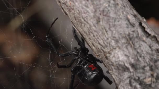 Vista Macro Black Widow Spider Fijando Web Adjuntándola Palo — Vídeos de Stock