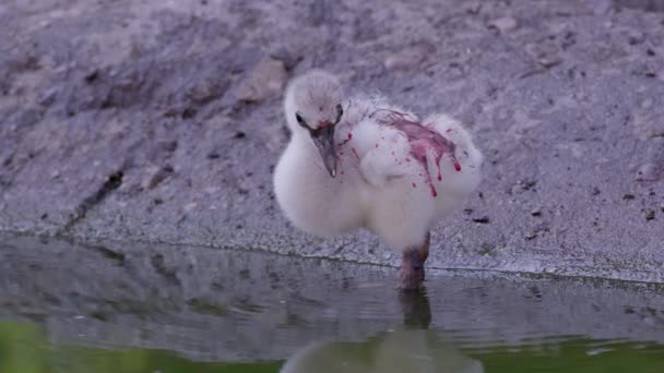 Flamingo Civciv Titreyen Kırmızı Ürün Sütü Ile Kaplı Suda Wading — Stok video