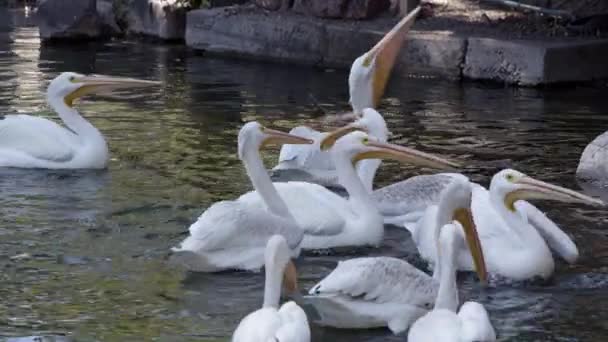 Pelícanos Capturando Peces Que Están Siendo Arrojados Aviario Durante Tiempo — Vídeo de stock