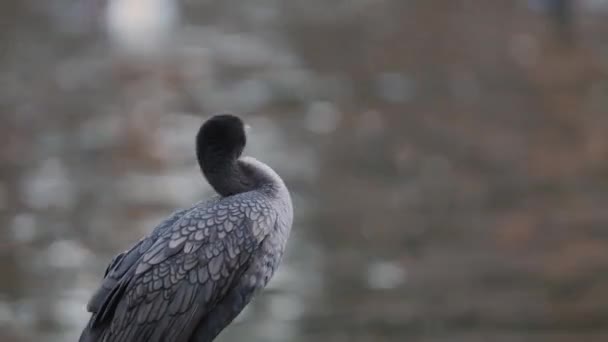 Damat Kendisi Tüyler Sallar Gibi Gölet Yanında Ayakta Cormorant — Stok video