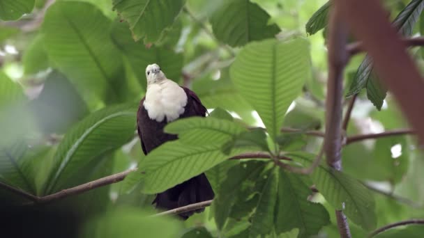 白い鳥が鳥のように木の上に座っていた — ストック動画